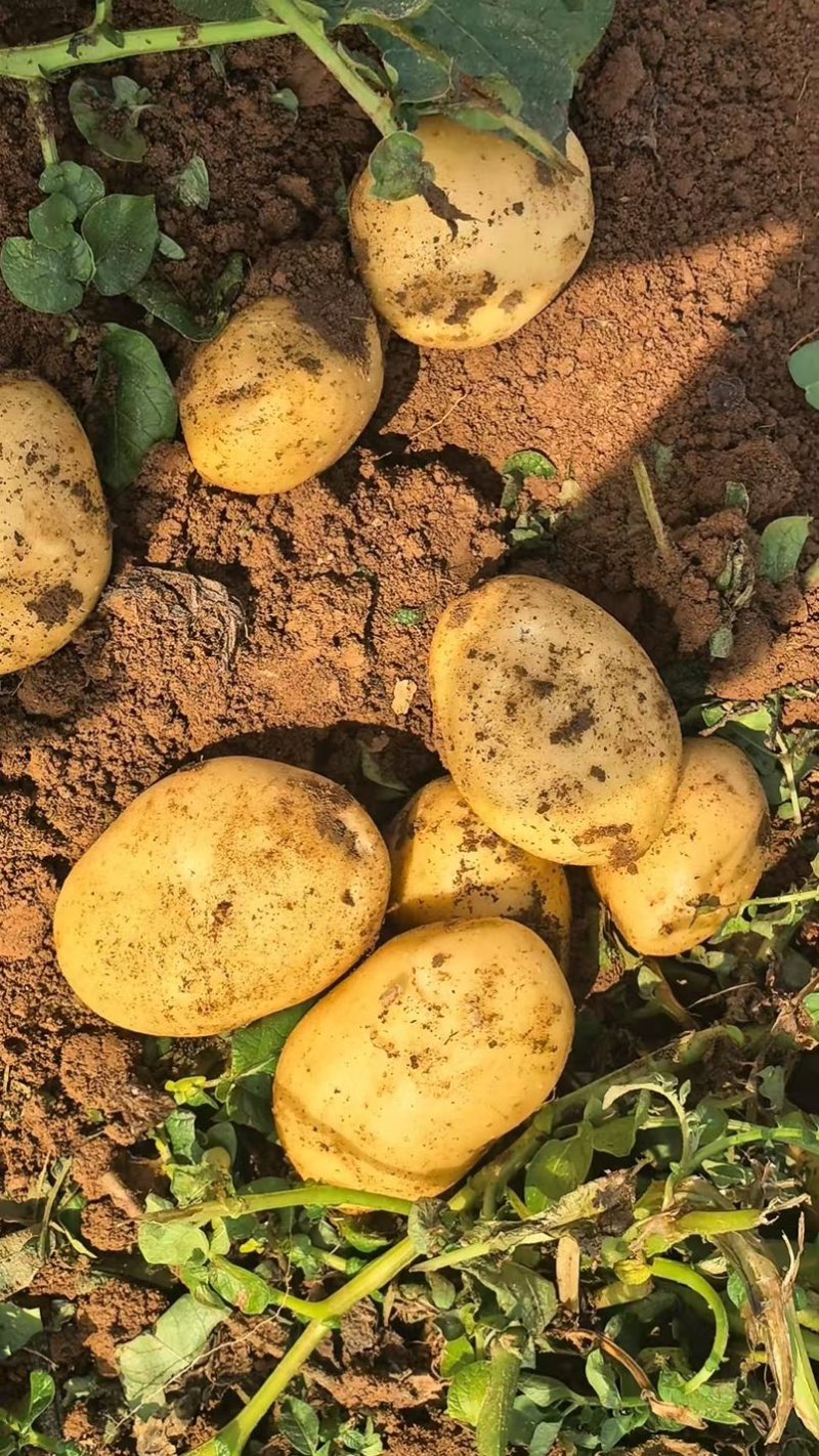 精品土豆黄皮黄心土豆量大从优价格实惠欢迎来电