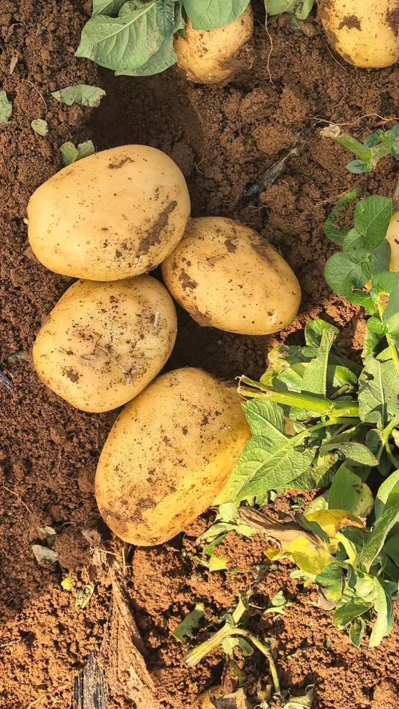 精品土豆黄皮黄心土豆量大从优价格实惠欢迎来电