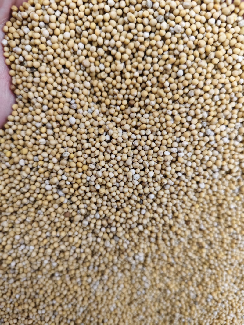白芥子中药材白芥子批发零售