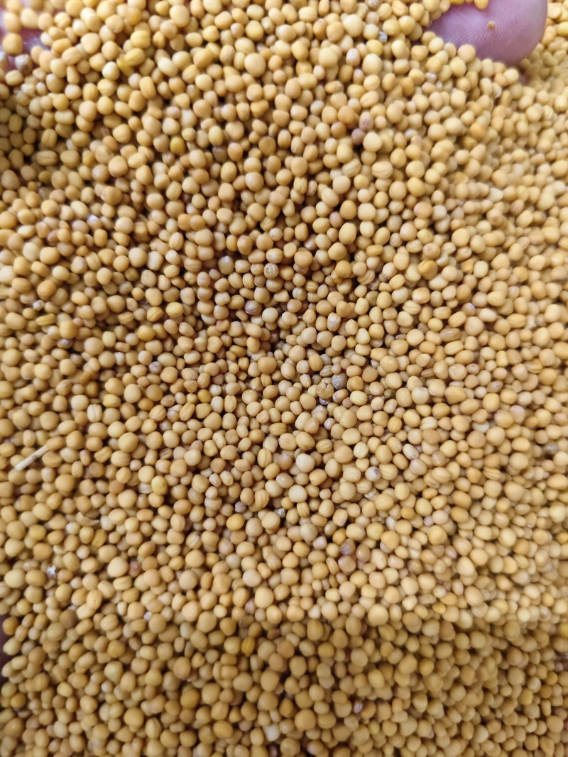 白芥子中药材白芥子批发零售