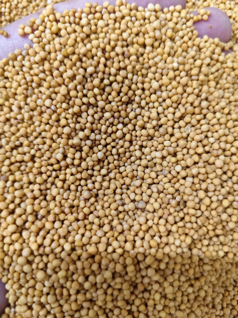 白芥子中药材白芥子批发零售