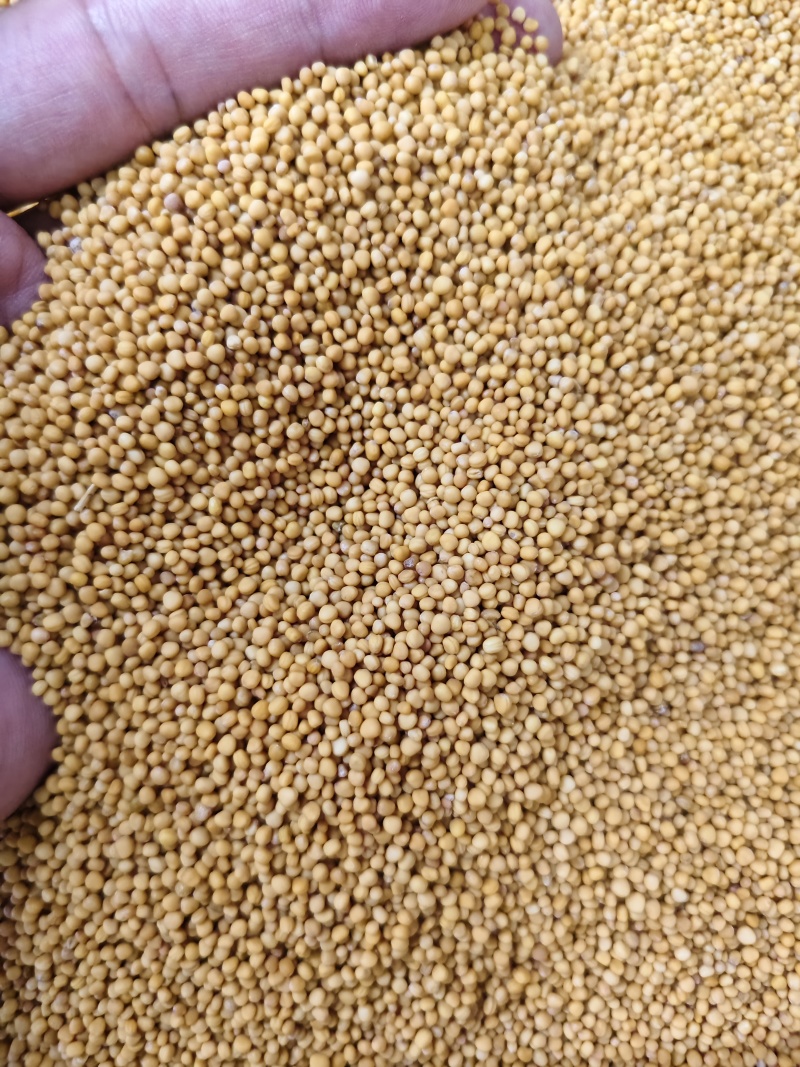 白芥子中药材白芥子批发零售