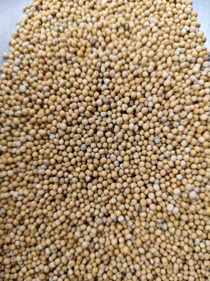 白芥子中药材白芥子批发零售