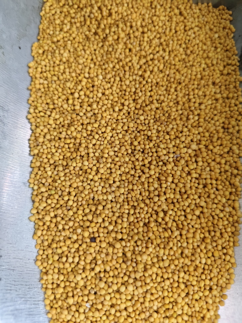 白芥子中药材白芥子批发零售