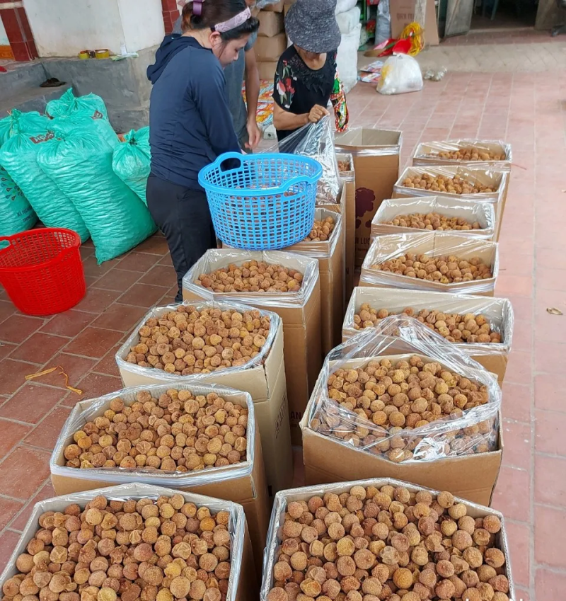 2025年桂味荔枝干糯米糍荔枝干核小肉厚软糯香甜