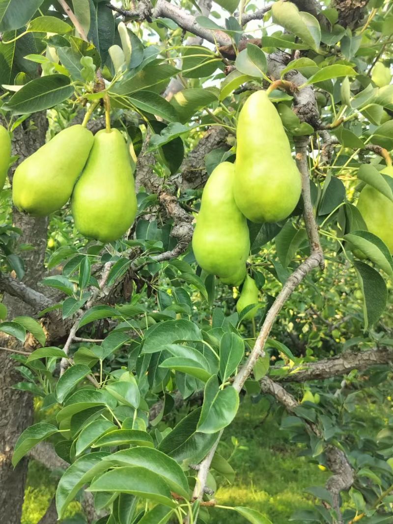 伏羊梨，伏梨，葫芦梨，老婆梨，大量上市