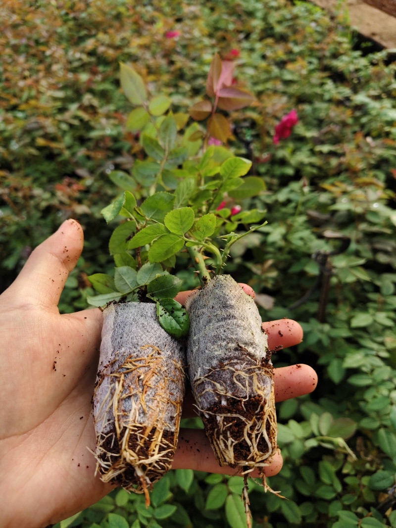 云南食用玫瑰袋苗滇红墨红大马士革用途广泛欢迎选购