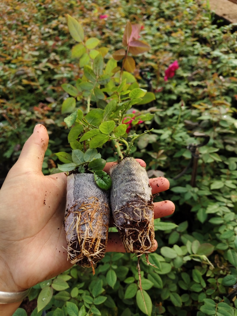 云南食用玫瑰袋苗滇红墨红大马士革用途广泛欢迎选购