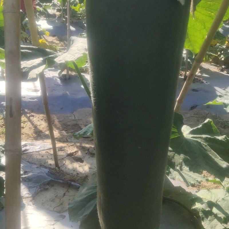 黑皮吊冬瓜上市