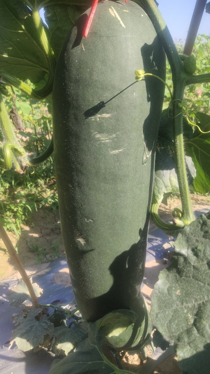 黑皮吊冬瓜上市