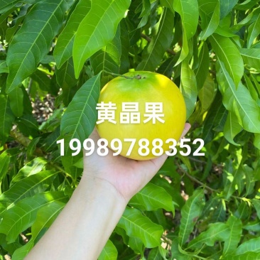 黄晶果