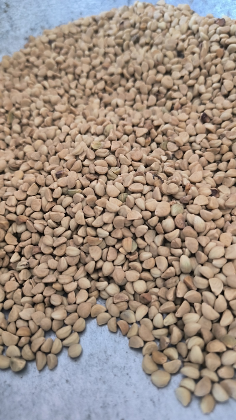 黑丑白丑牵牛子中药材批发牵牛子质量保证量大从优