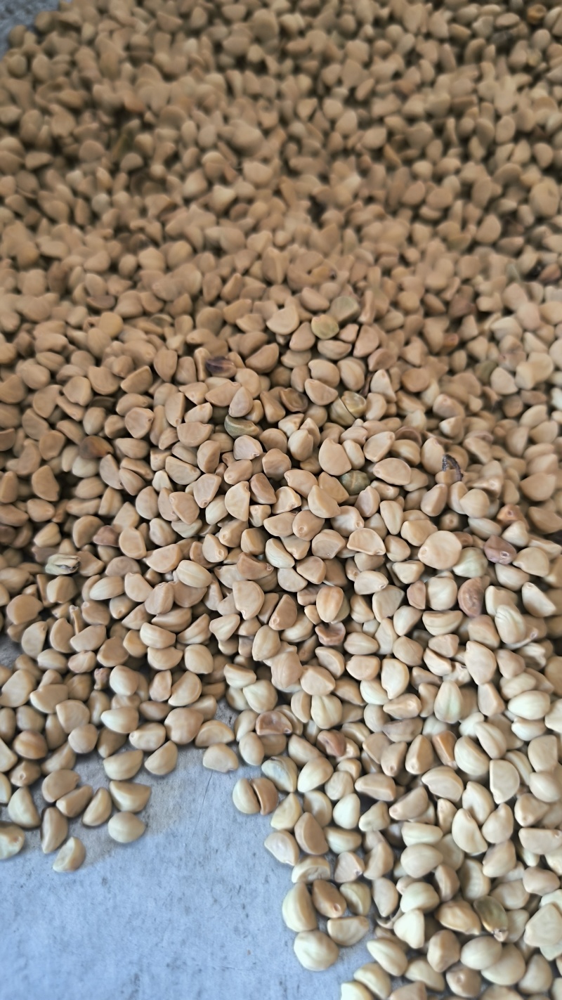 黑丑白丑牵牛子中药材批发牵牛子质量保证量大从优