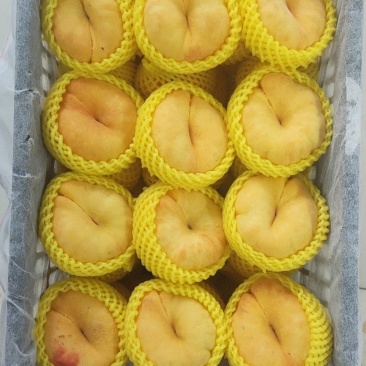 毛蟠桃