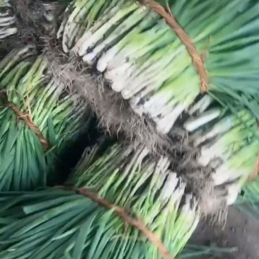 江苏兴化分葱