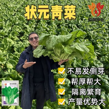 四川泡青菜种子宽帮青菜种子包包青菜种子交泡菜厂专用