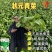 四川泡青菜种子宽帮青菜种子包包青菜种子交泡菜厂专用