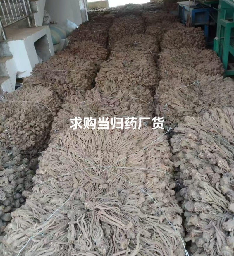 精品当归大量上市产地直发价格优惠欢迎来电洽谈价更优