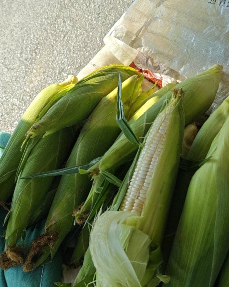 白糯玉米，软糯香甜