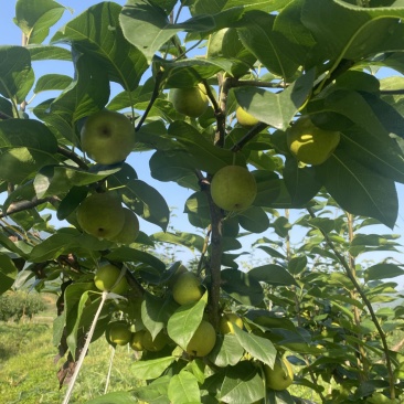 正宗翠冠梨
