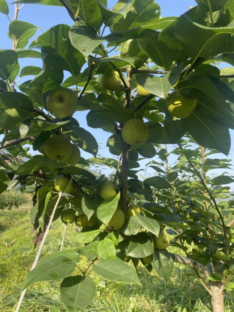 正宗翠冠梨
