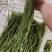 精品长豆角【牛】实力发货，长豆角产地，每天大量发货！