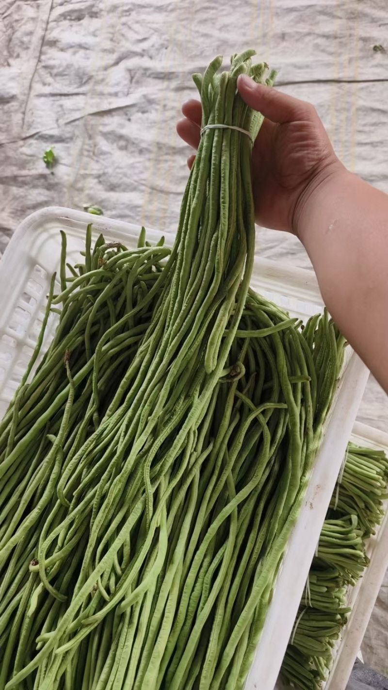 精品长豆角【牛】实力发货，长豆角产地，每天大量发货！
