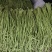 精品长豆角【牛】实力发货，长豆角产地，每天大量发货！