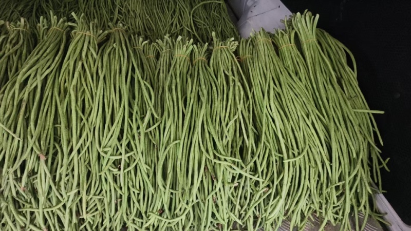 精品长豆角【牛】实力发货，长豆角产地，每天大量发货！