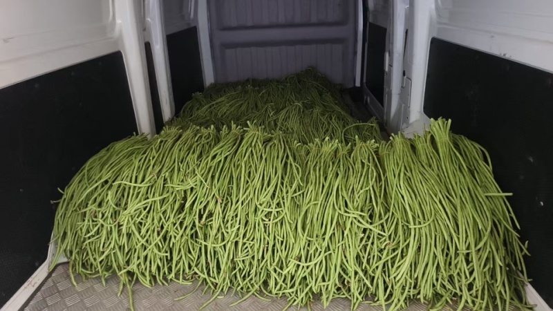 精品长豆角【牛】实力发货，长豆角产地，每天大量发货！