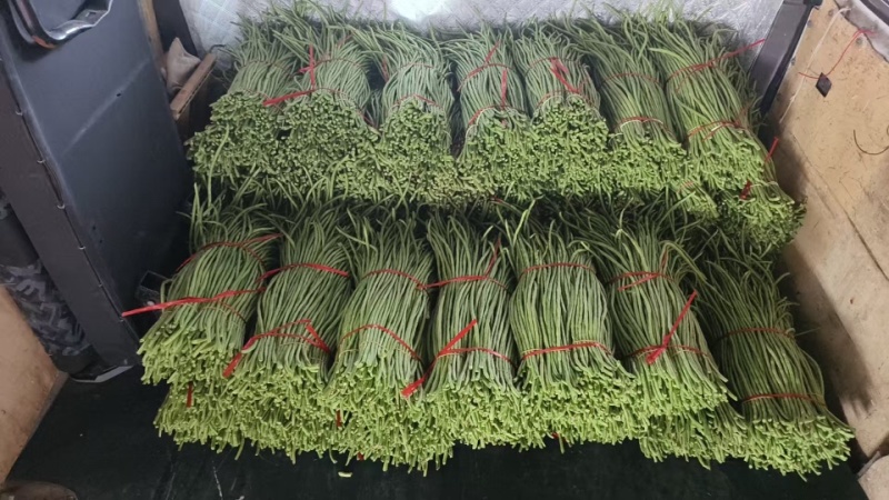 精品长豆角【牛】实力发货，长豆角产地，每天大量发货！