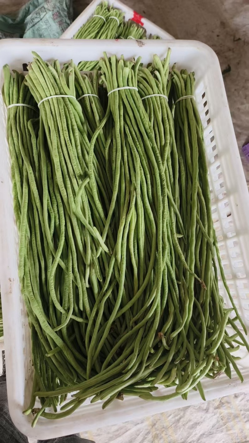 精品长豆角【牛】实力发货，长豆角产地，每天大量发货！