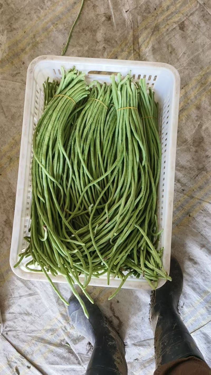精品长豆角【牛】实力发货，长豆角产地，每天大量发货！