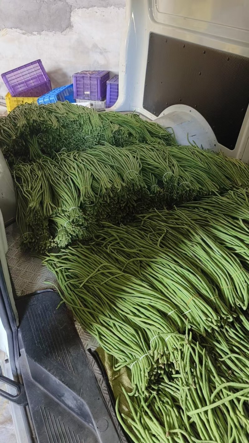 精品长豆角【牛】实力发货，长豆角产地，每天大量发货！