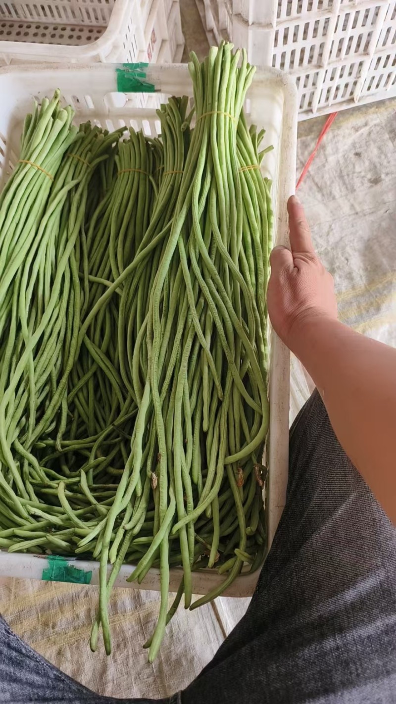精品长豆角【牛】实力发货，长豆角产地，每天大量发货！