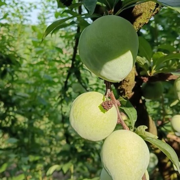 青奈李