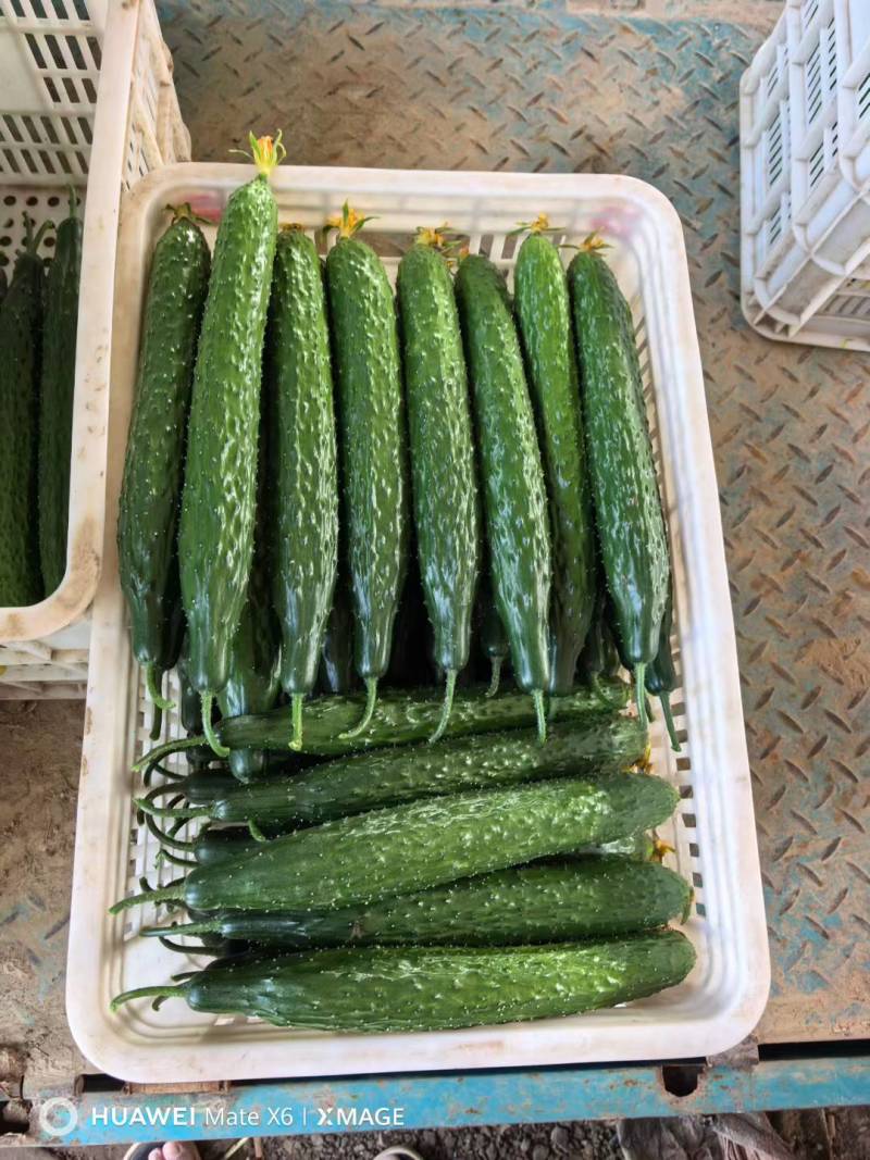 山东聊城莘县密刺黄瓜大量上市品质保证诚信经营欢迎