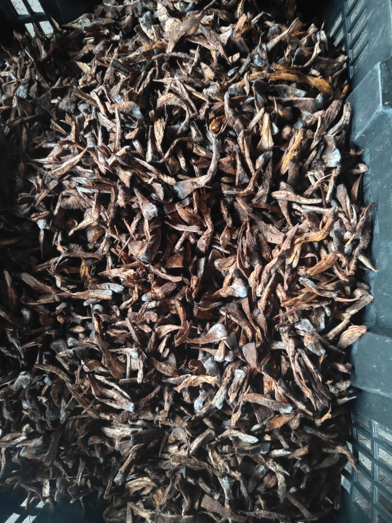 干巴菌的一种，叫树皮菌，口感很好