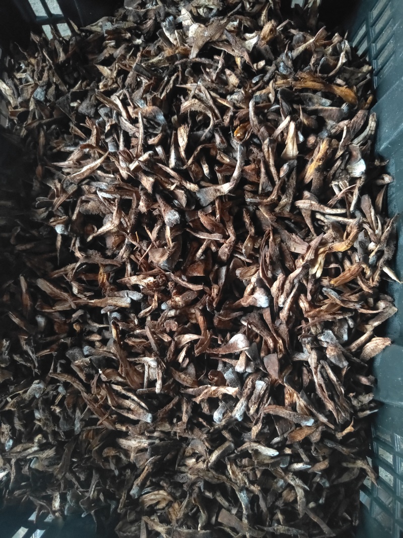 干巴菌的一种，叫树皮菌，口感很好