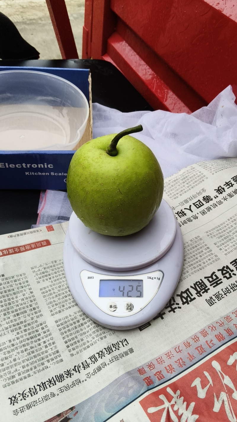 翠冠梨
