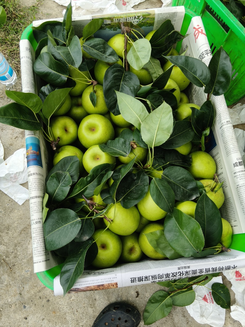 翠冠梨