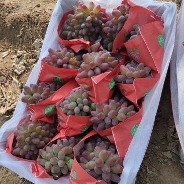 山东茉莉香葡萄产地现摘糖度十八以上，对接电商市场商超代发