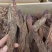 锁阳锁阳片，锁阳个各种规格锁阳新价格大货详谈