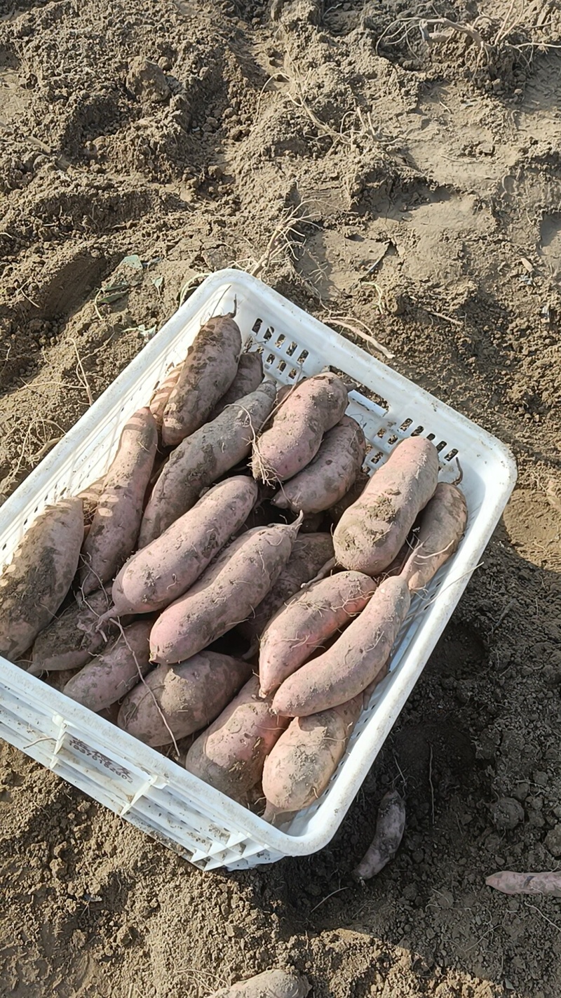 烟薯，有龙九，哈密，济二六，济薯三三，西瓜红，红窑，丝滑
