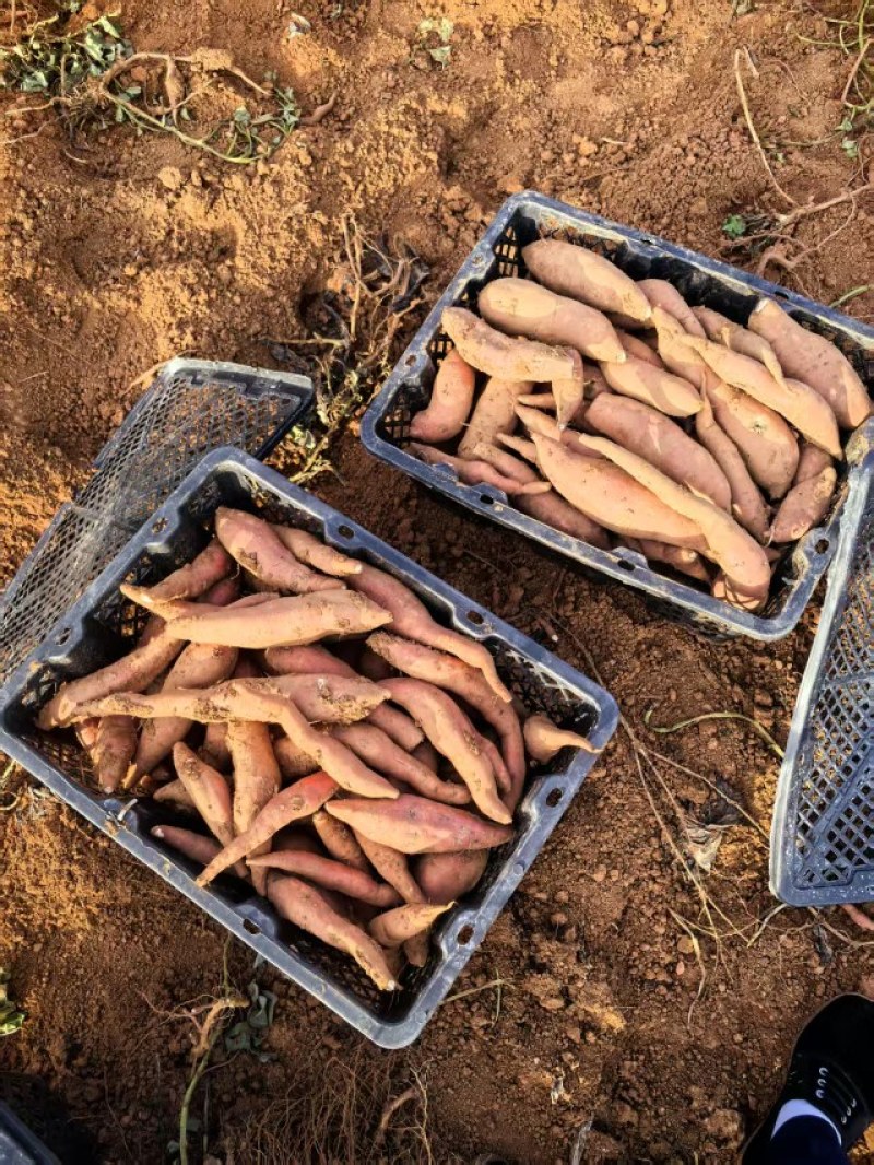 板栗蜜薯山东沙地生态种植板栗蜜薯一件代发