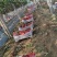 山东茉莉香葡萄产地现摘糖度十八以上，对接电商市场商超代发