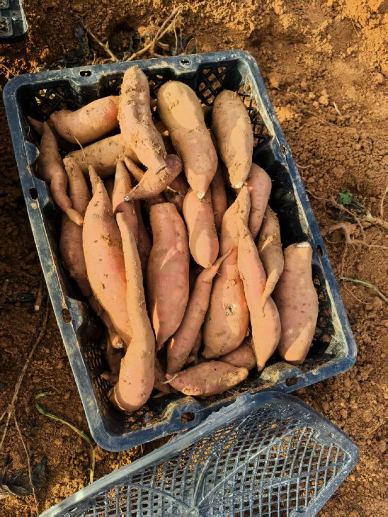板栗蜜薯山东沙地生态种植板栗蜜薯一件代发