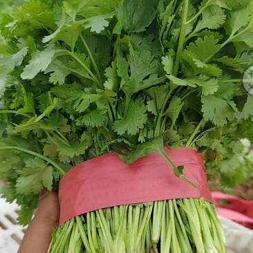 山西太原香菜