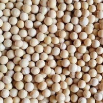 黑龙江精品白茬精品高油黄豆一手货源可视频看货