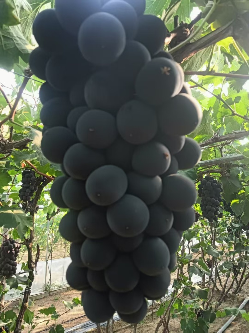 巨峰葡萄，